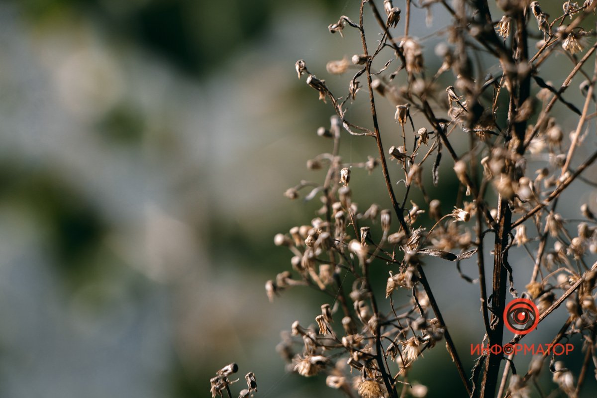 Вже засихають Вже засихають