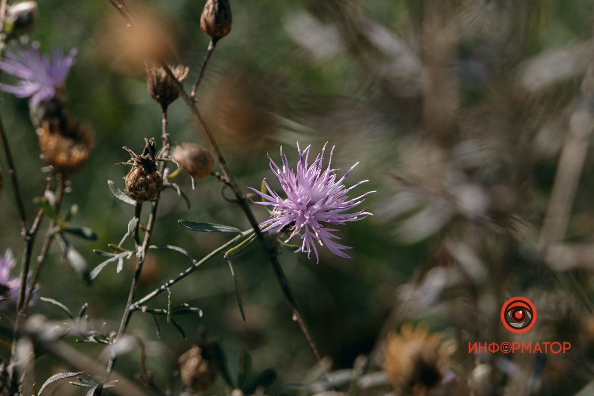 Надихає Надихає