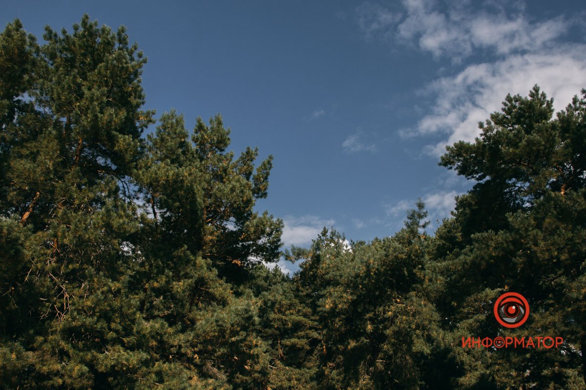 Ліс і небо Ліс і небо