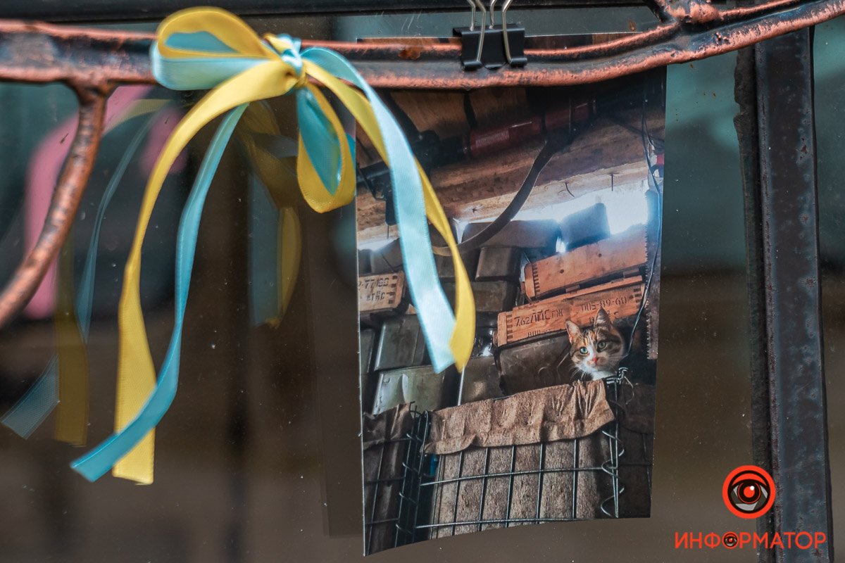 Чотирилапі побратими приносять свій шматочок світла, відчуття дому Чотирилапі побратими приносять свій шматочок світла, відчуття дому