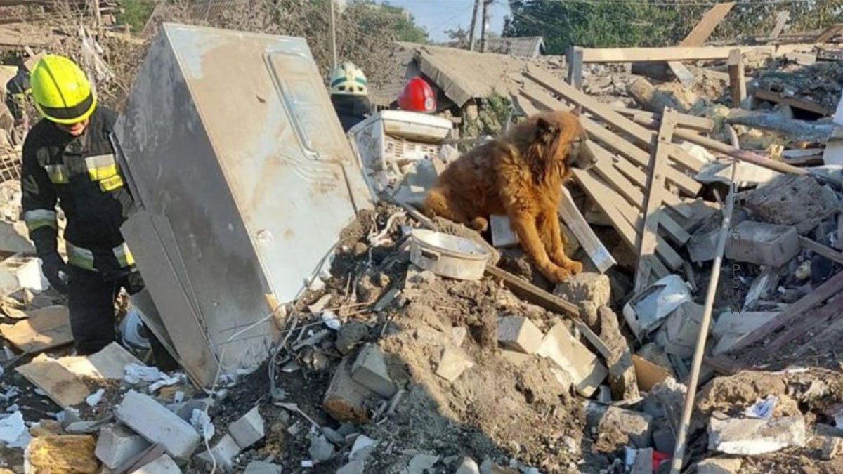 Зараз пес Крим знаходиться під наглядом ветеринарів Зараз пес Крим знаходиться під наглядом ветеринарів
