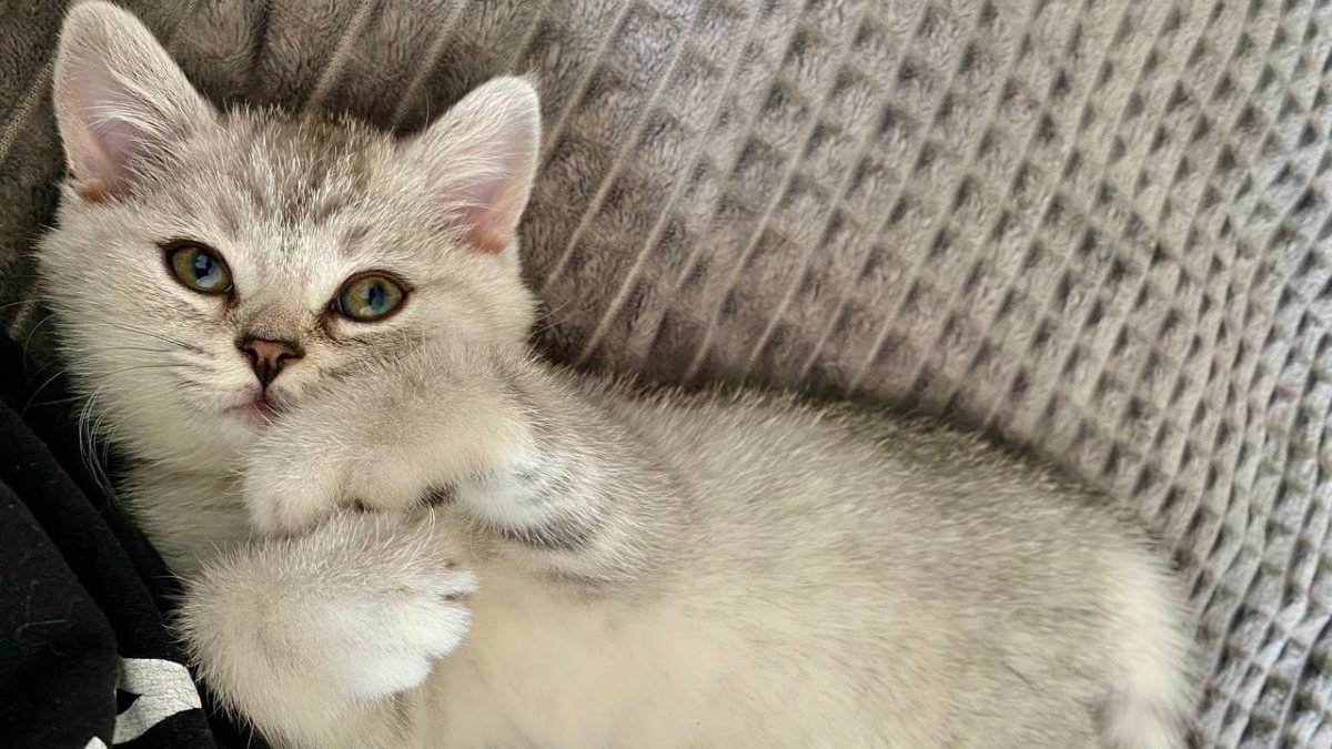Сломана лапа и вся кожа в ранах: в Днепре спасают жизнь кошки Пяточки