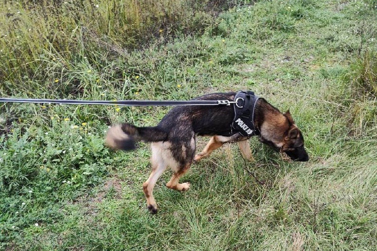 Багіра взяла слід від будинку дівчинки та підвела до місця, де ховалась дитина