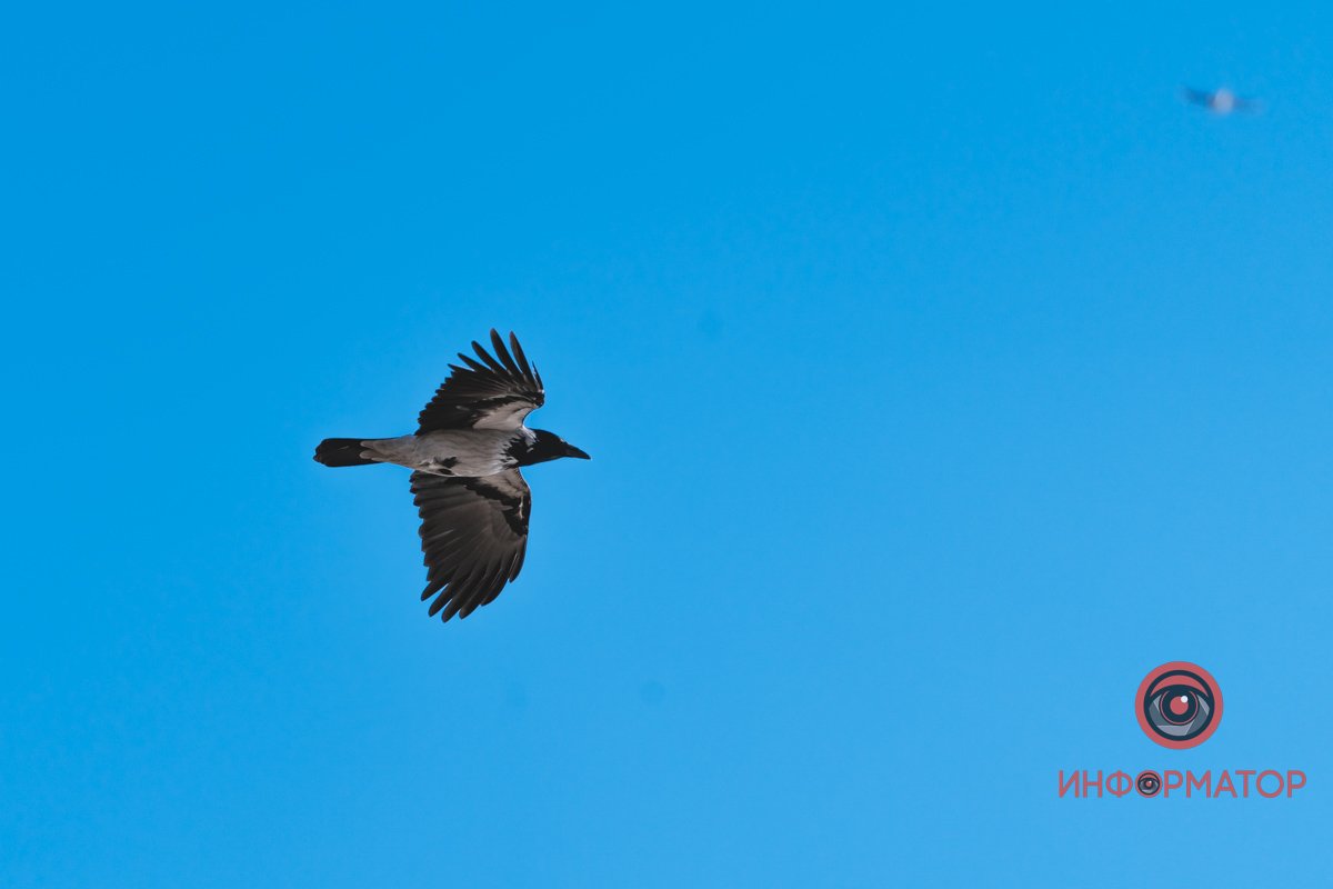 Спробуй спіймати Спробуй спіймати