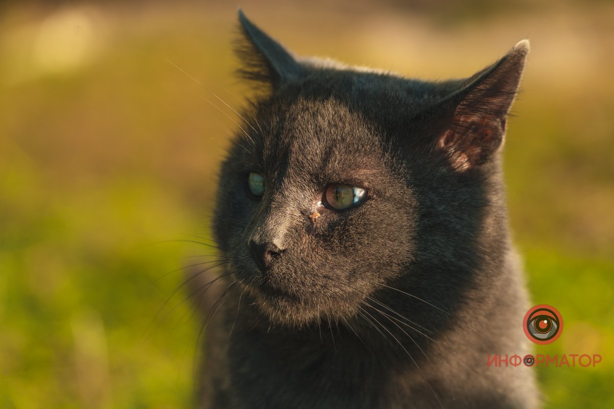 Здивований Здивований