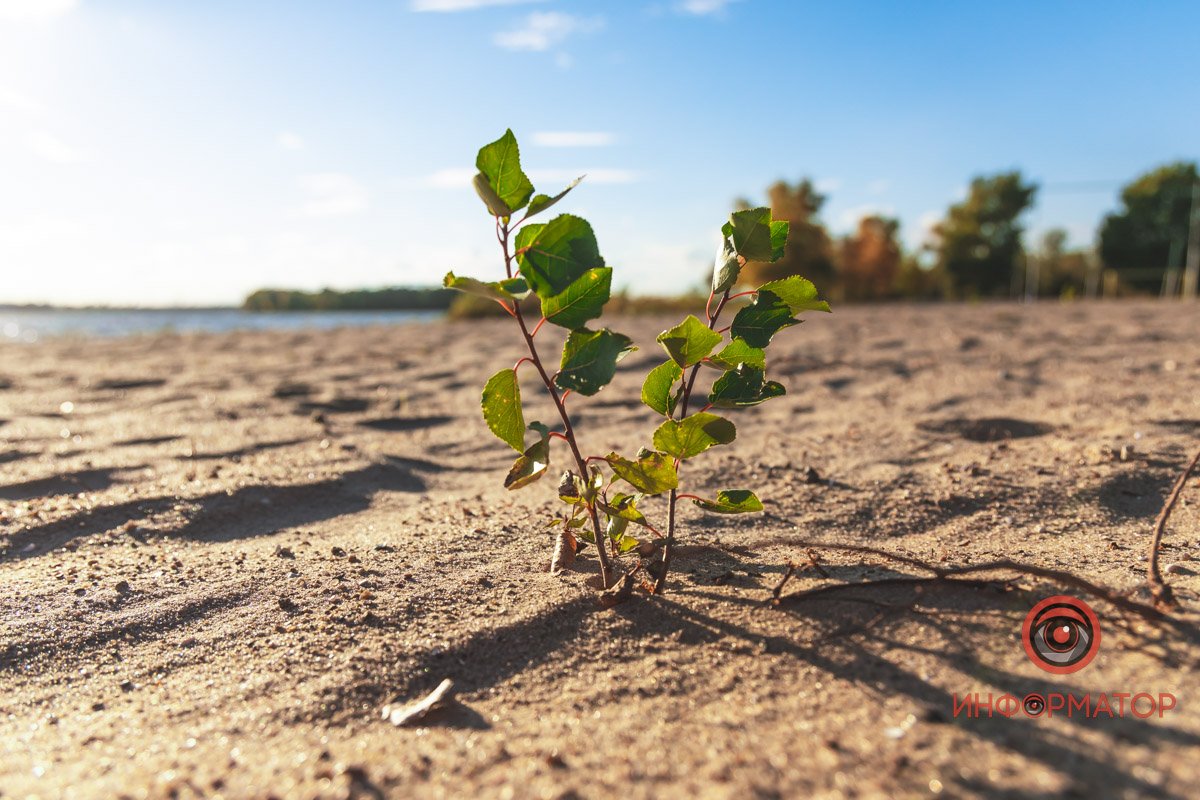 Сильна рослина Сильна рослина