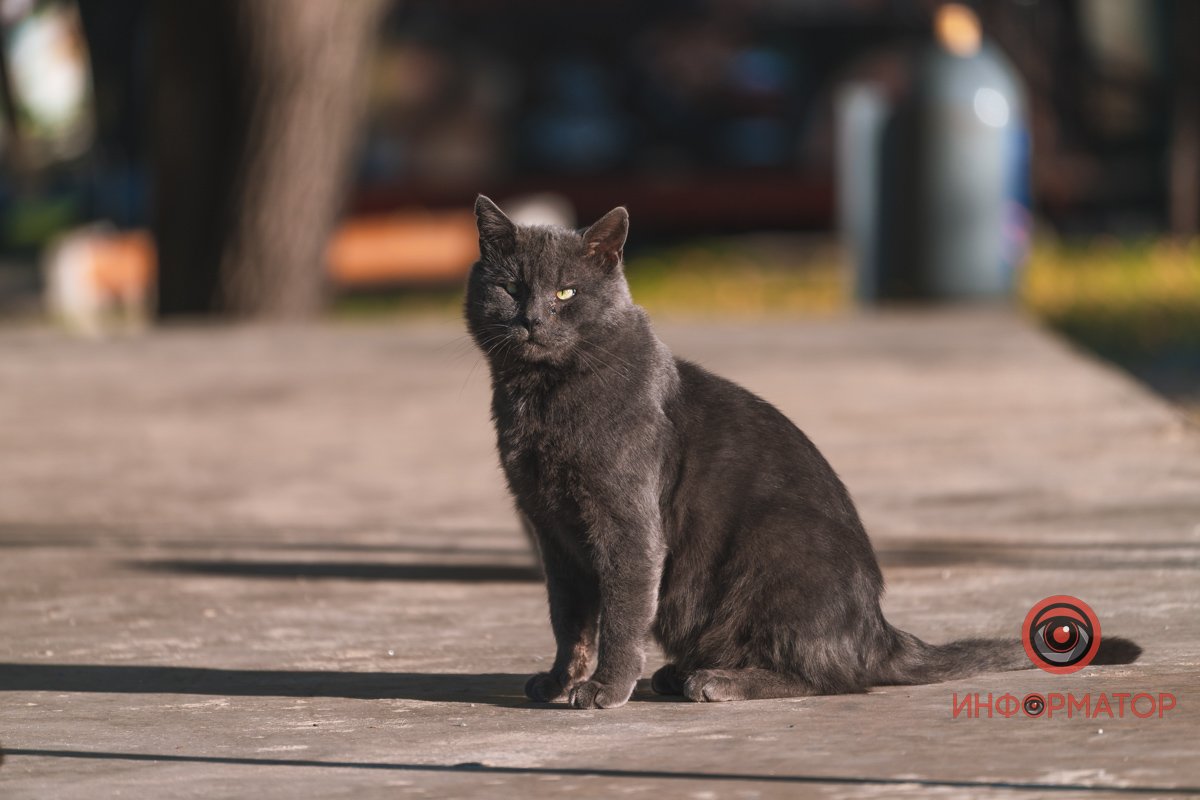 Гарнюня Гарнюня