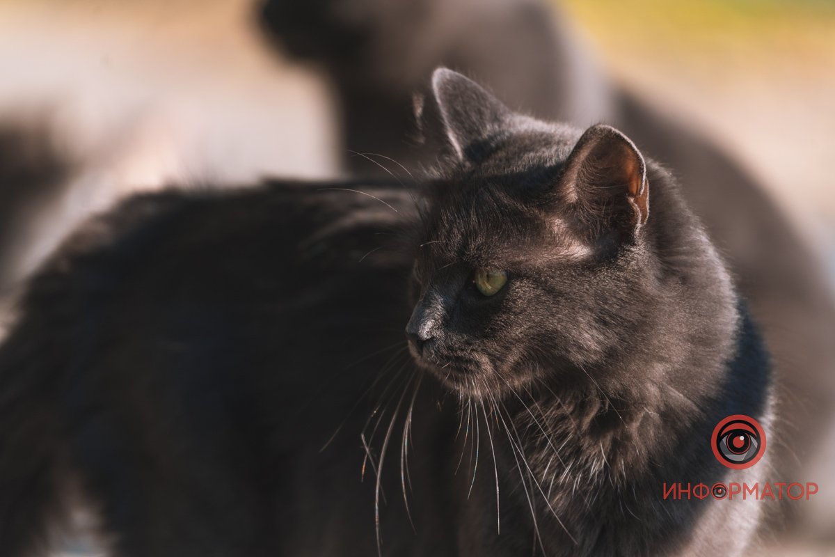 Не тільки люди балдіють Не тільки люди балдіють