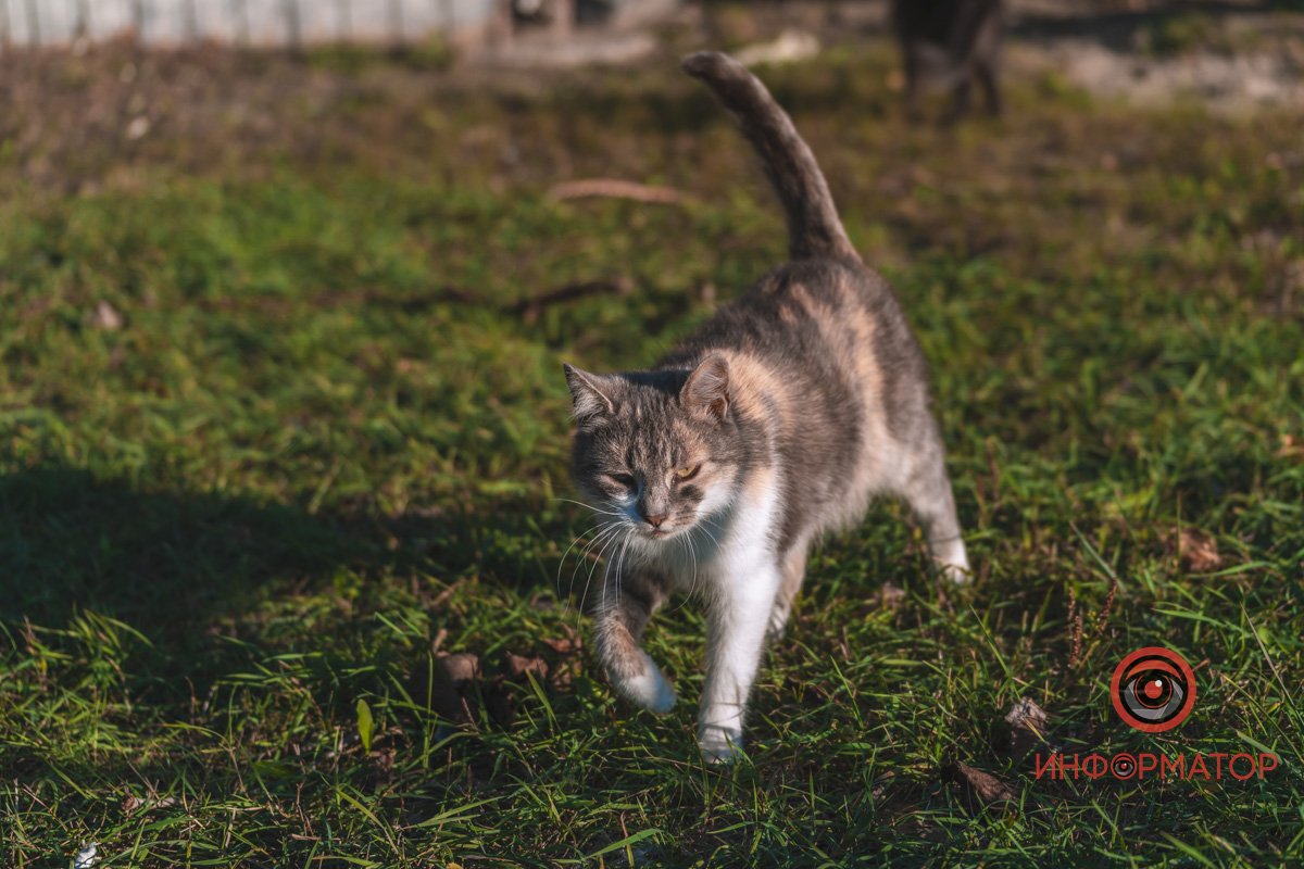 Гуляє киця Гуляє киця