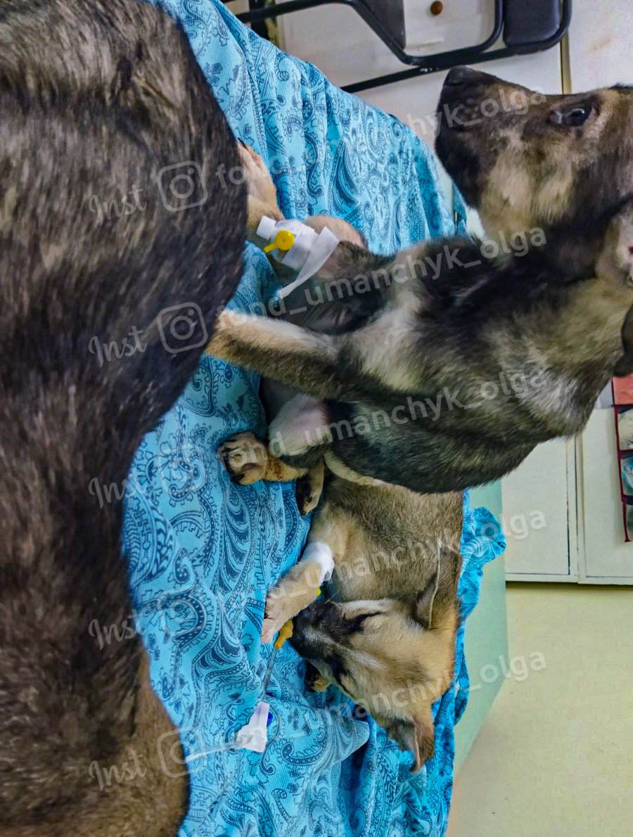 Терміново потрбна допомога Терміново потрбна допомога