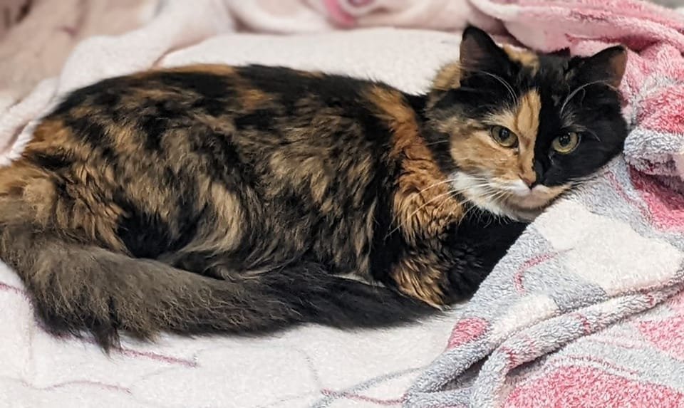 В Днепре пропало много животных: помогите найти 6