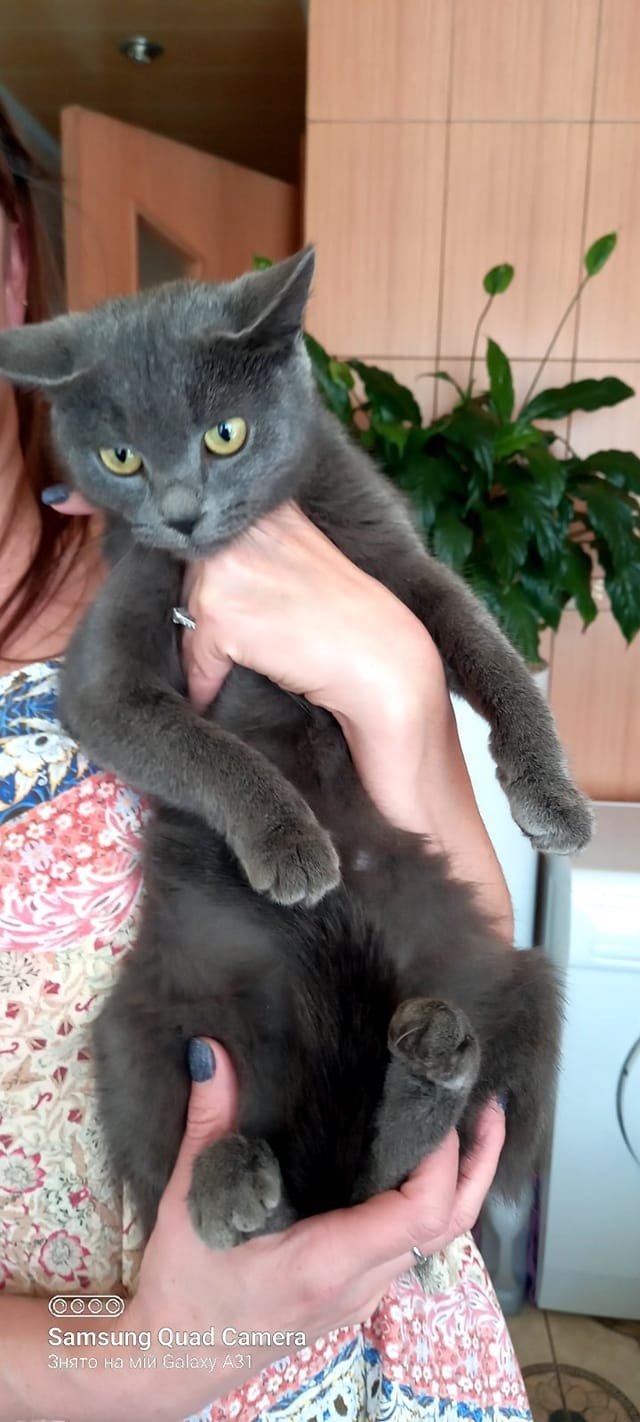 В Днепре пропало много животных: помогите найти 7