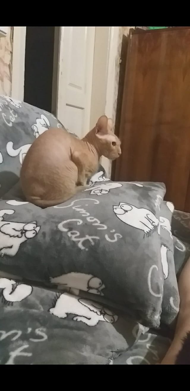 В Днепре пропало много животных: помогите найти 1