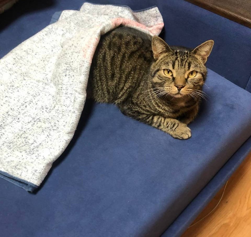 В Днепре пропало много животных: помогите найти 2