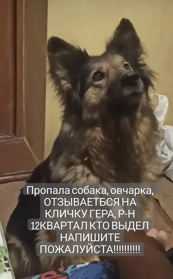 В Днепре пропало много животных: помогите найти 3