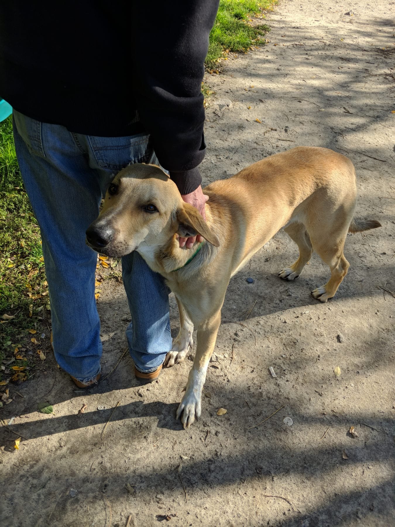 В Днепре пропало много животных: помогите найти 8