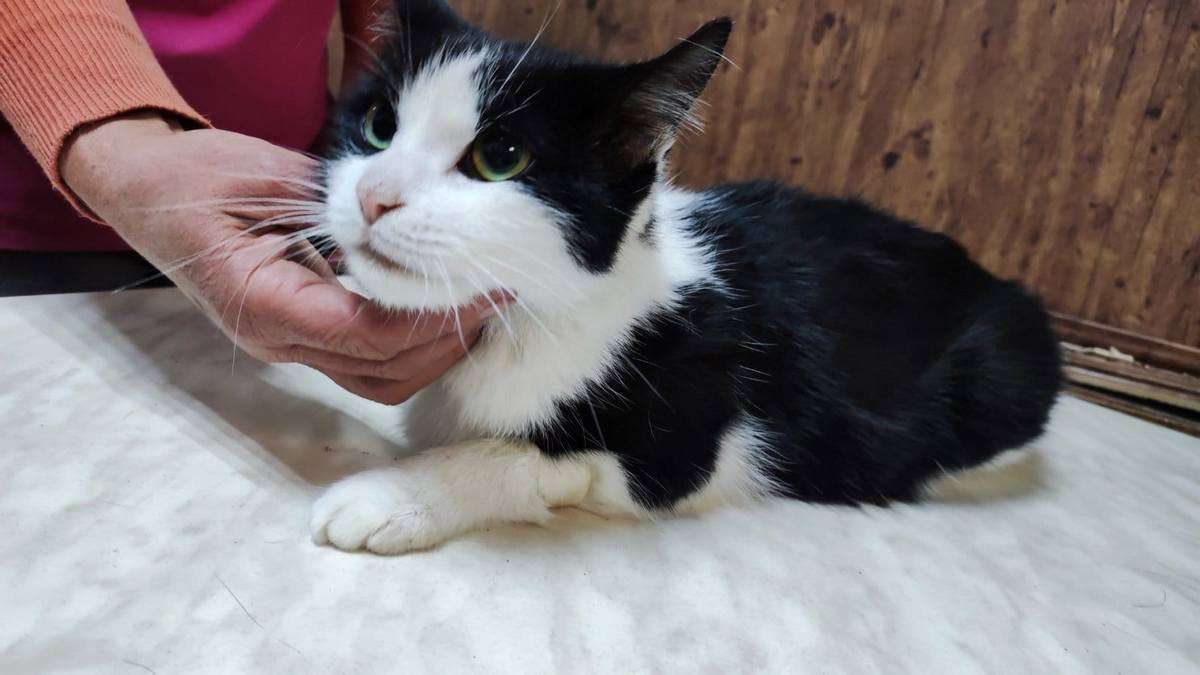 В Днепре пропало много животных: помогите найти 9