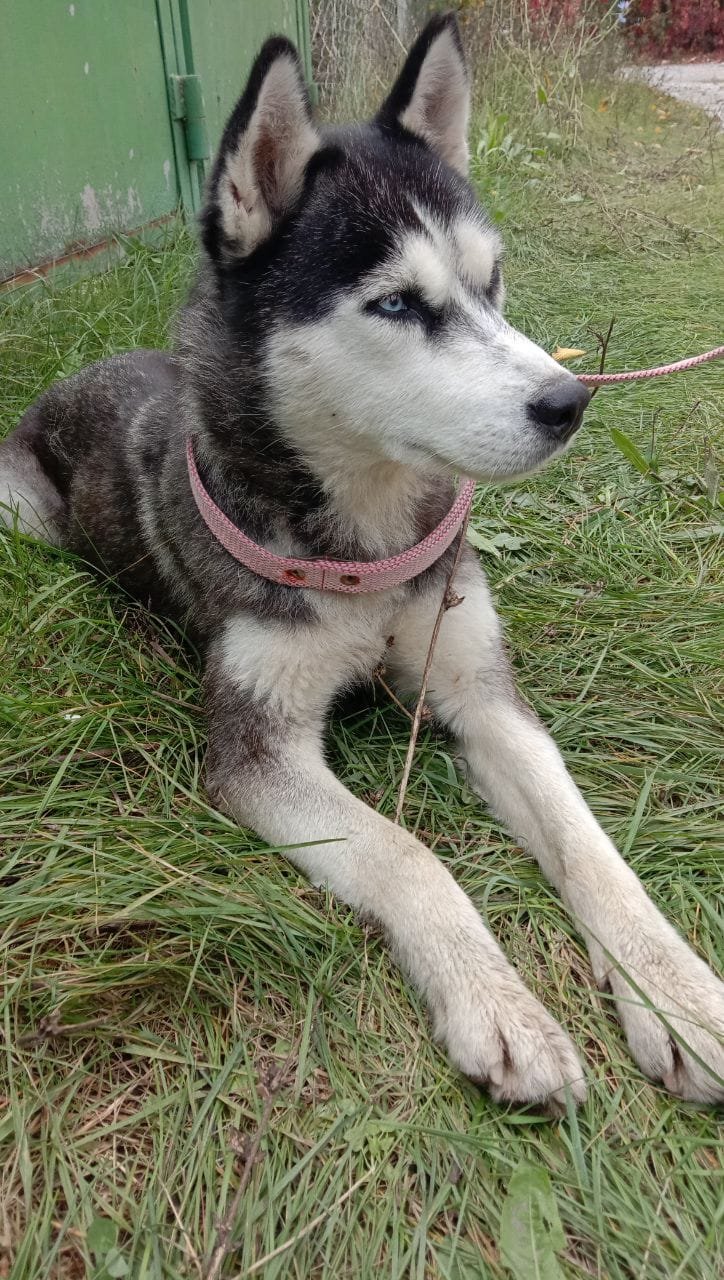 В Днепре пропало много животных: помогите найти 10