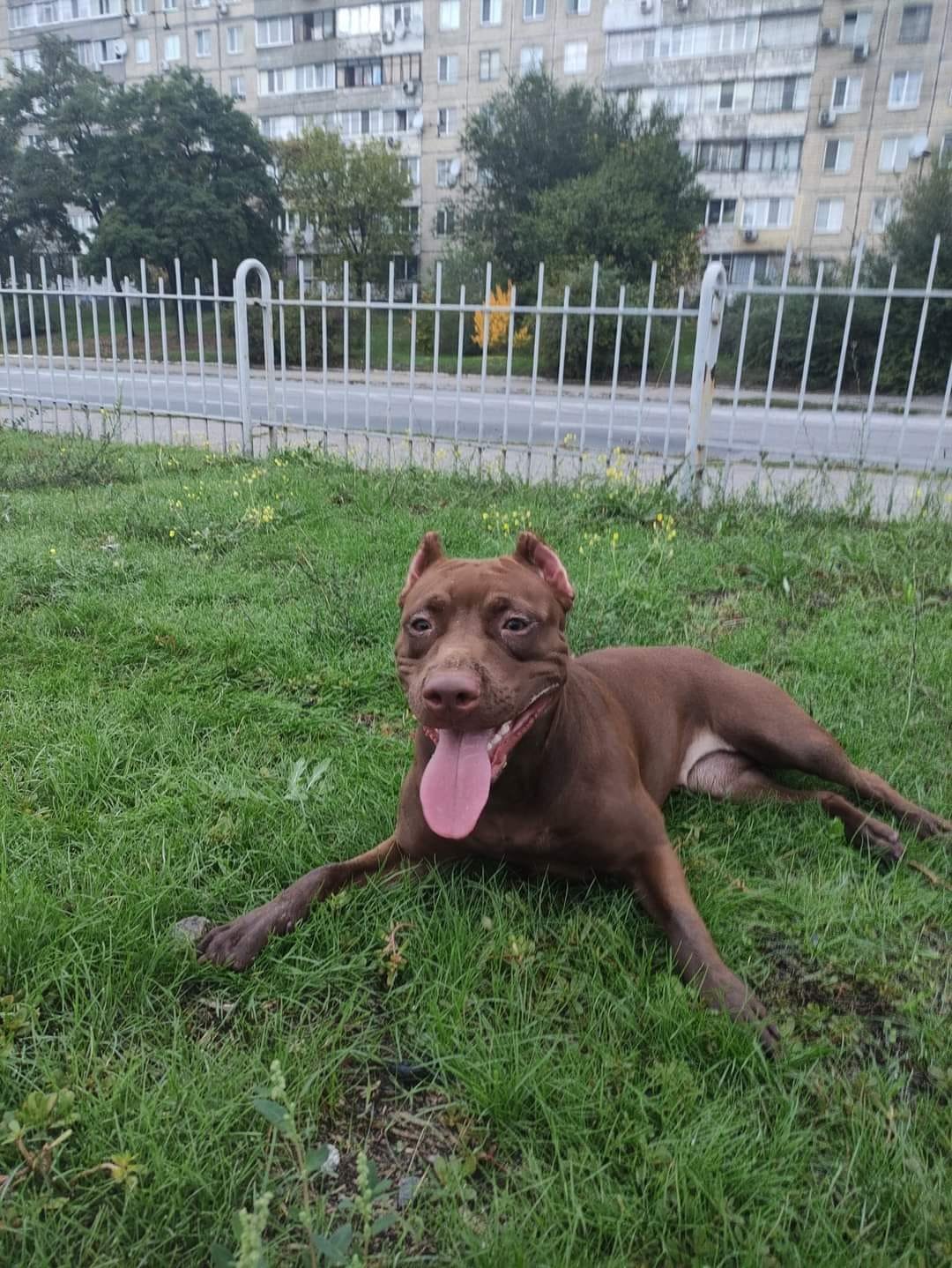 В Днепре пропало много животных: помогите найти 4