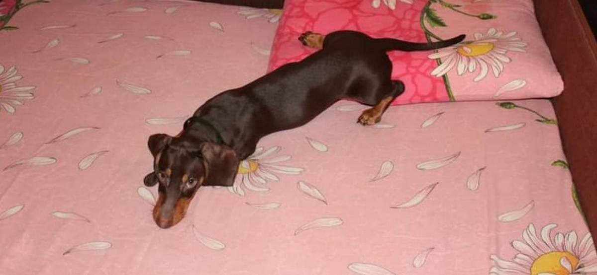 В Днепре пропало много животных: помогите найти 5