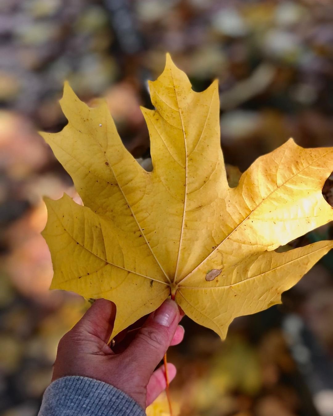 @ne_format_a @ne_format_a