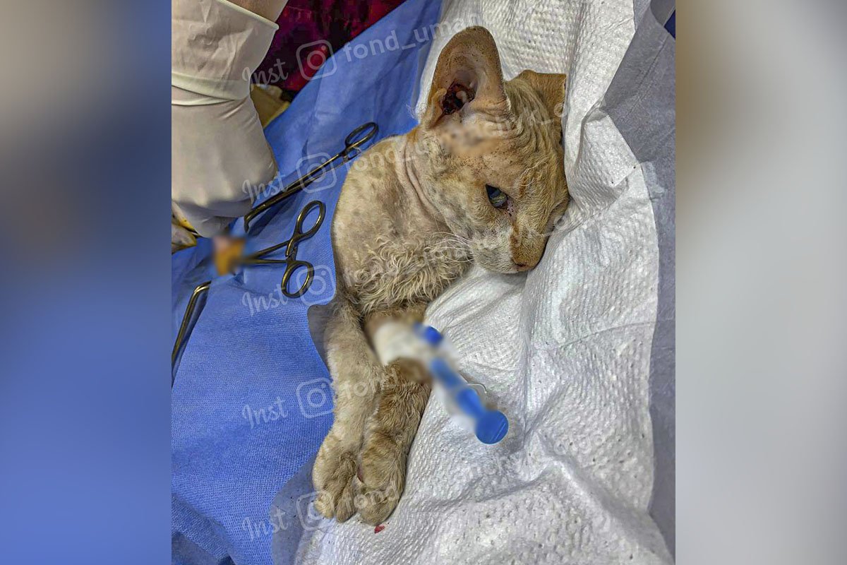 Біг Мак Біг Мак