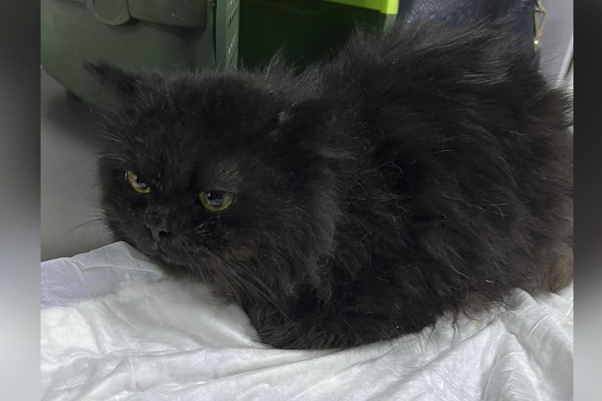 Котик Котик