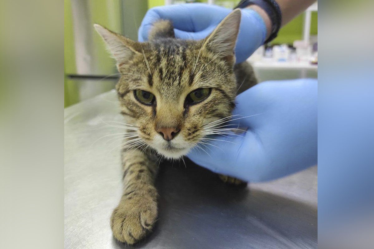 Комиш Комиш