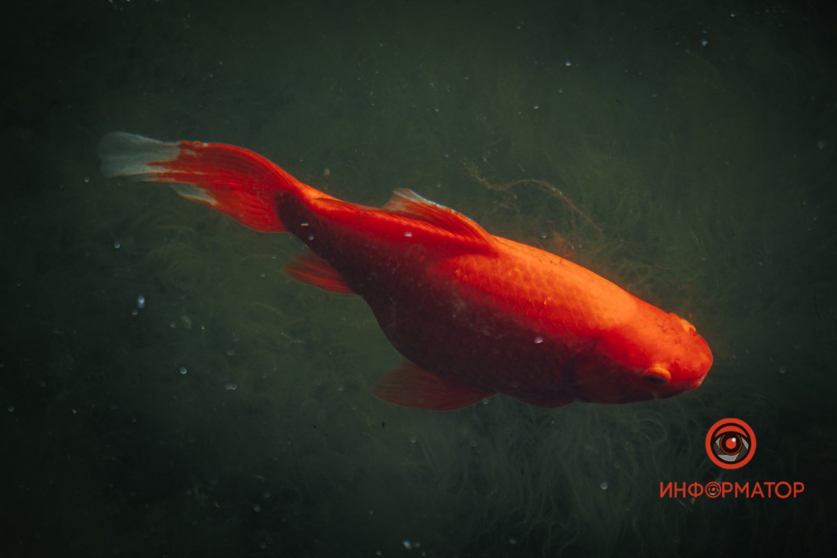 В тебе є три бажання В тебе є три бажання