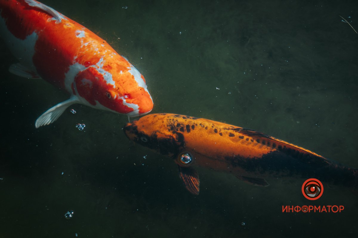 Рибне кохання Рибне кохання