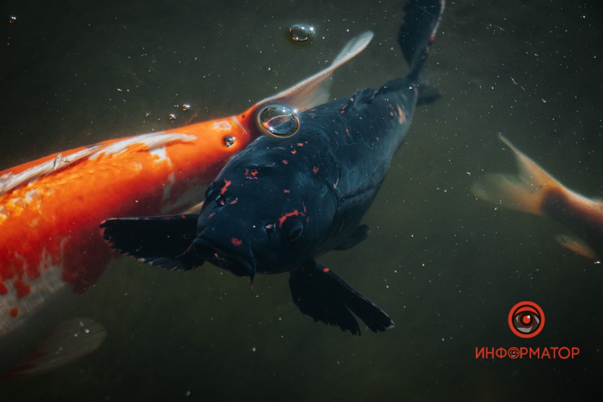 Привіт Привіт