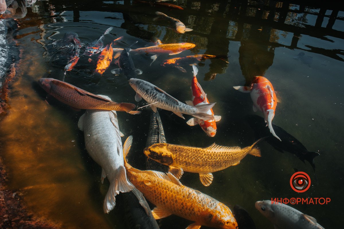 Приплили, щоб поїсти Приплили, щоб поїсти