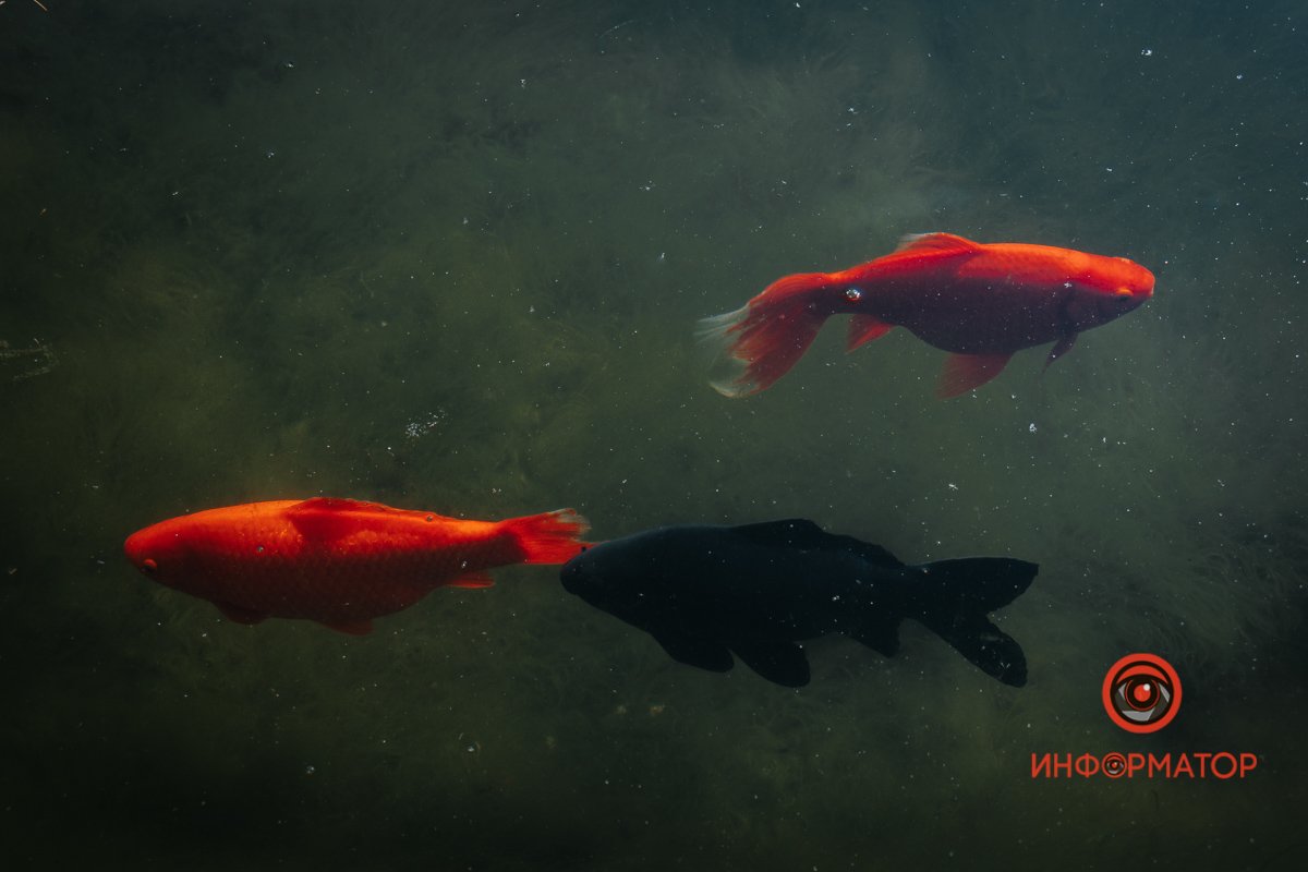 На який колір поставите На який колір поставите