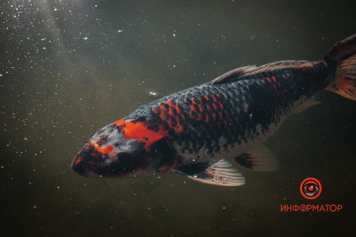 Підводні мешканці Підводні мешканці