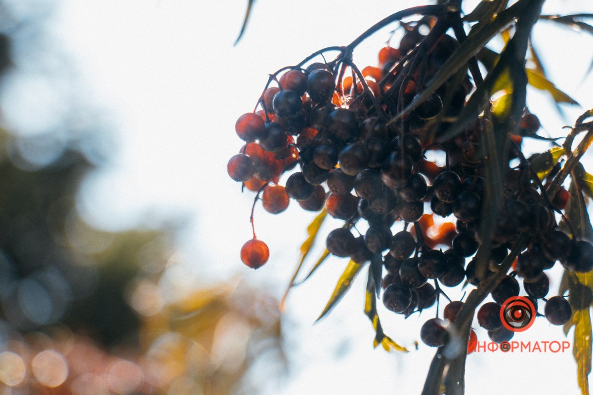 Ой у лузі, але це не калина Ой у лузі, але це не калина