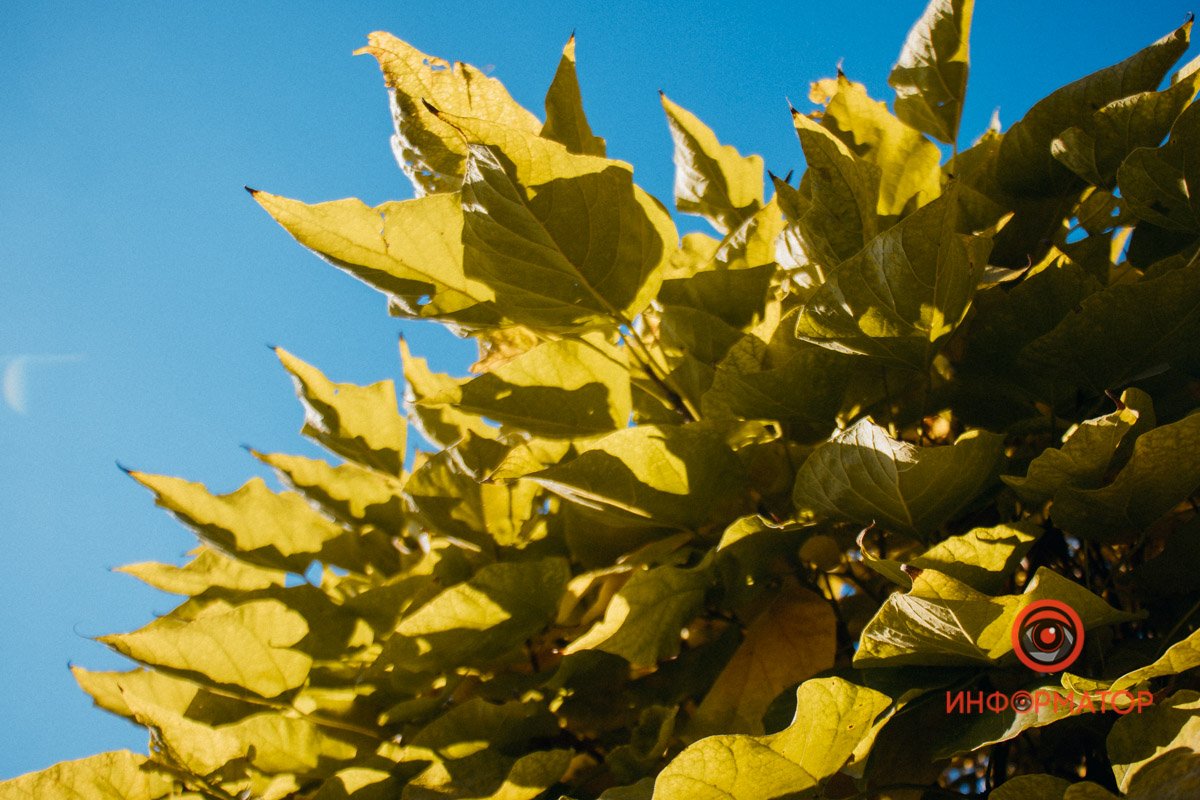 Пожовкле листя Пожовкле листя