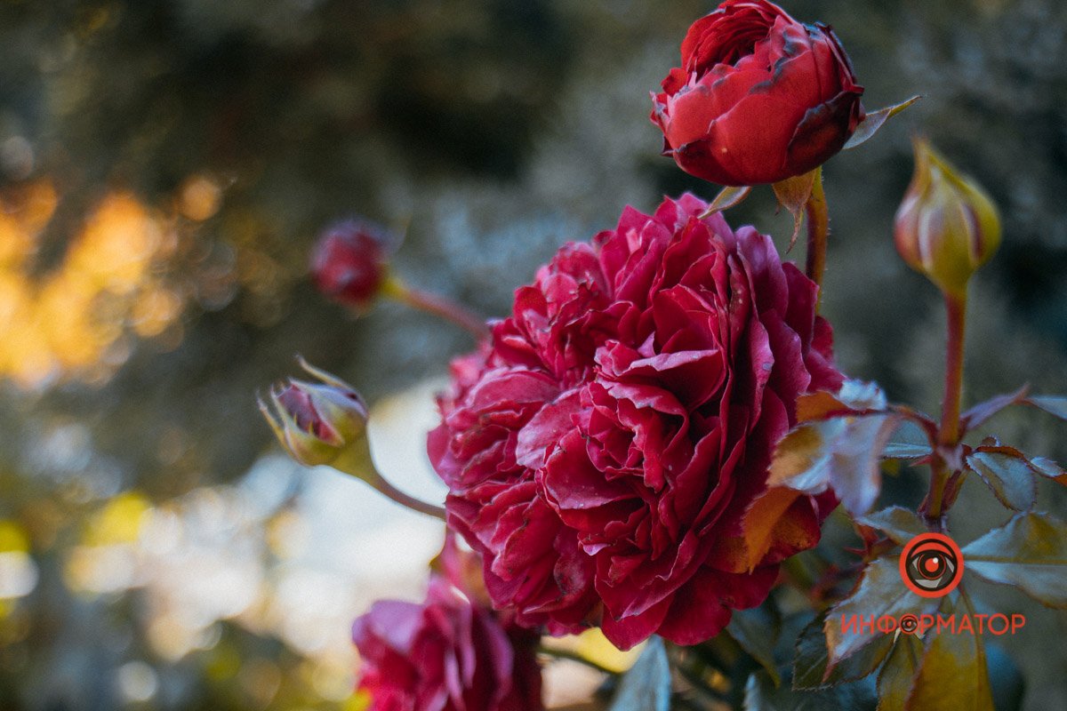 Бутони Бутони