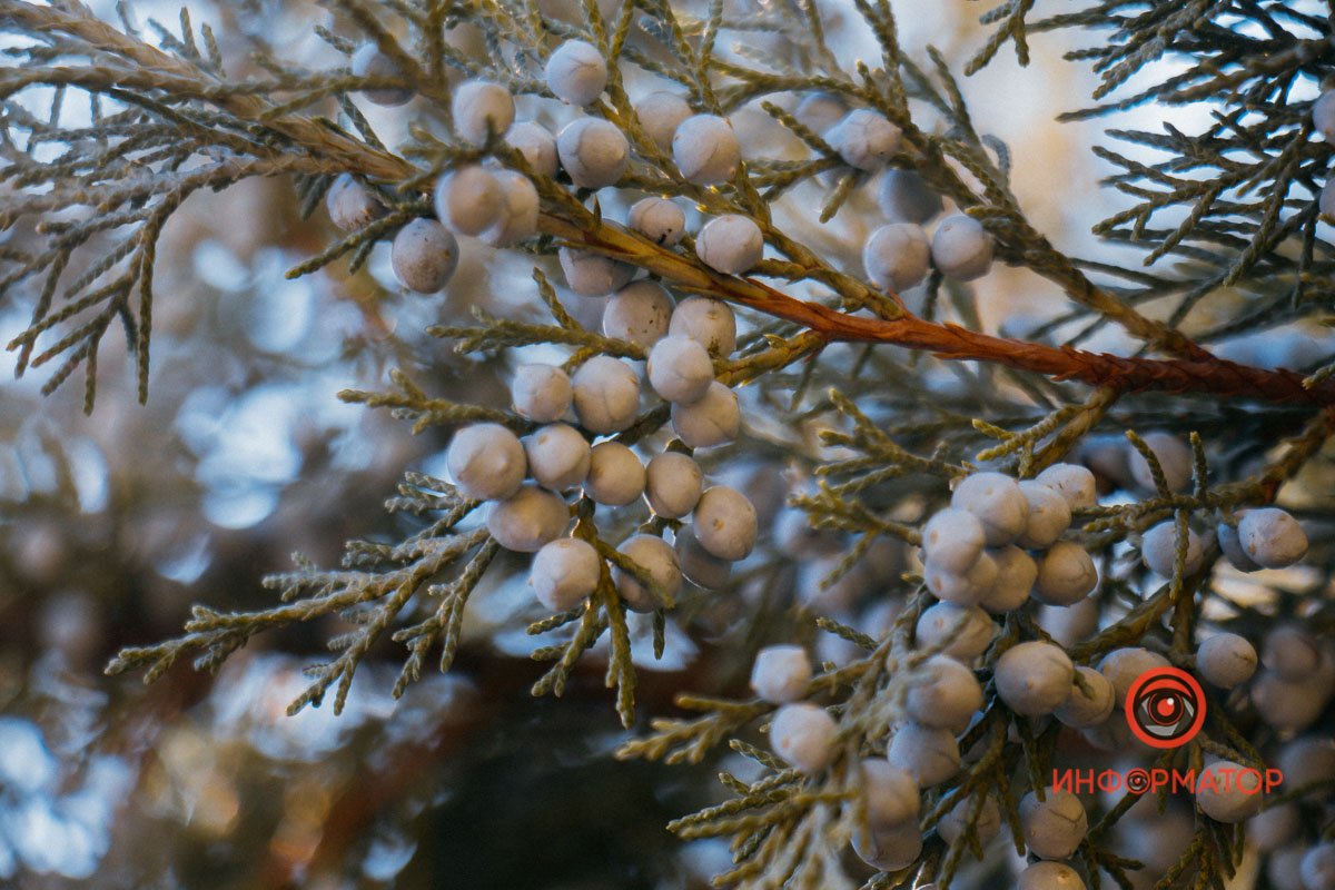 Перлини хвої Перлини хвої