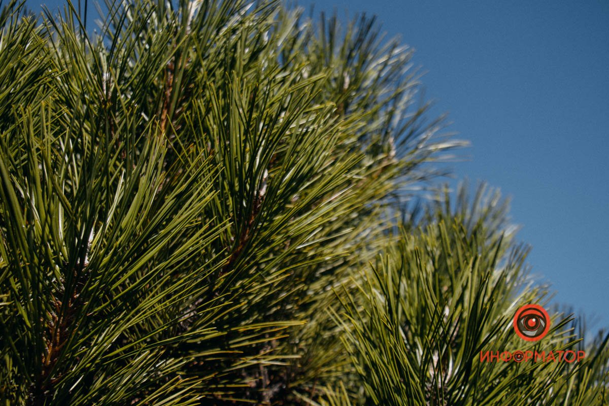 Ялинки пухнасті Ялинки пухнасті