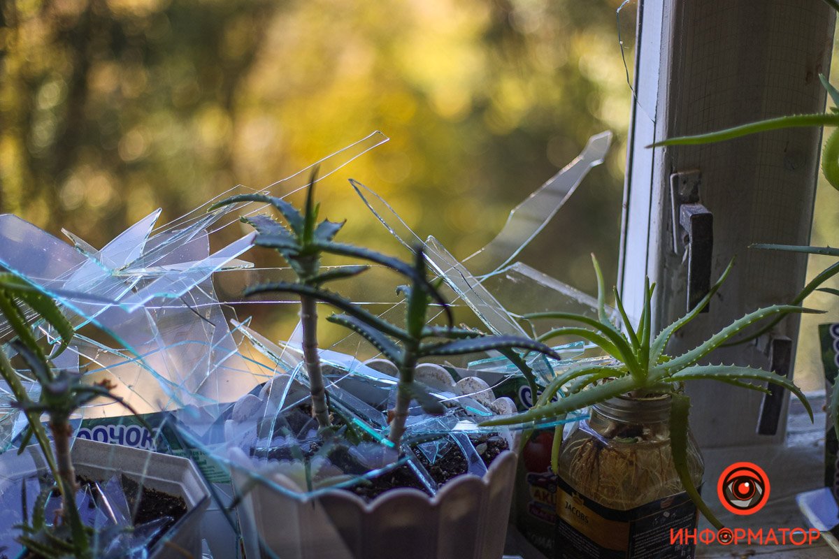 Дісталося і кімнатним рослинам