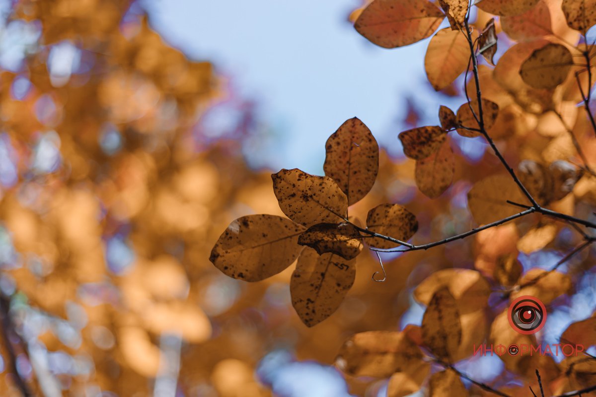 На деревах пожовкли листя На деревах пожовкли листя