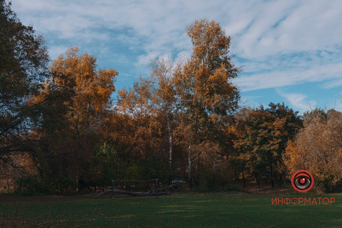 Золотисті дерева Золотисті дерева