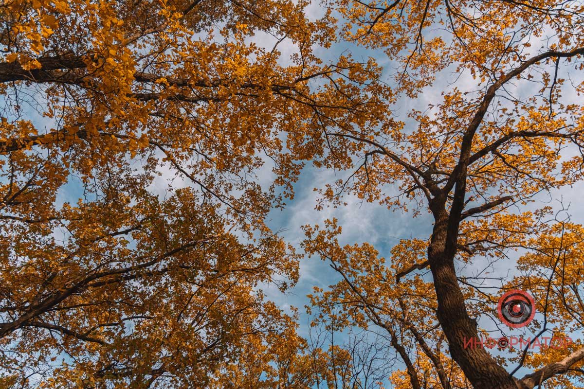Вересень став повноправним господарем в лісах Вересень став повноправним господарем в лісах