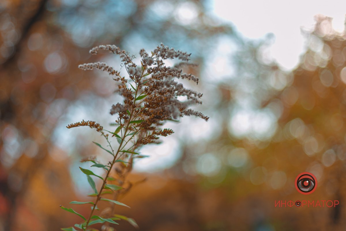 Травинка Травинка