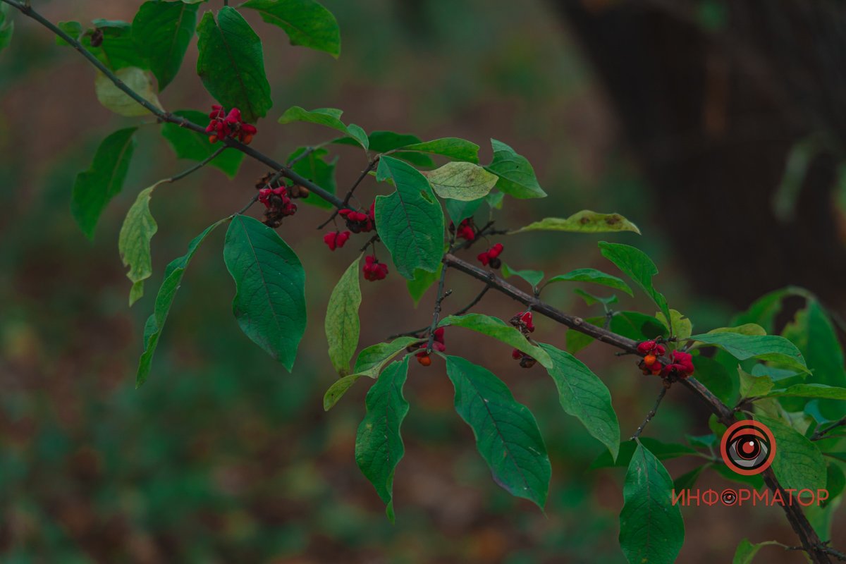 Не проґавте свою осінь Не проґавте свою осінь