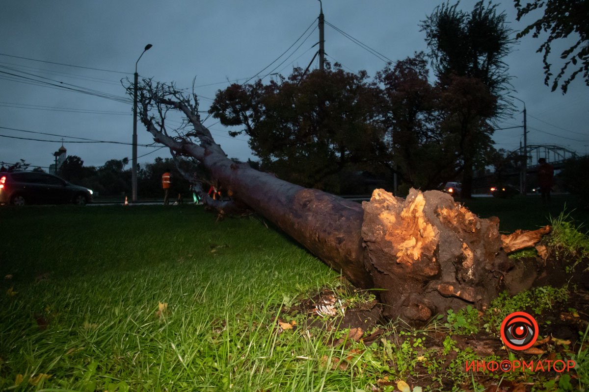 Впало дерево Впало дерево