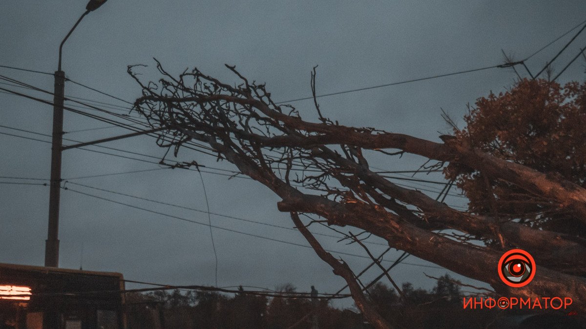 В Днепре на Сечеславской Набережной дерево упало на провода над проезжей частью: образовалась пробка