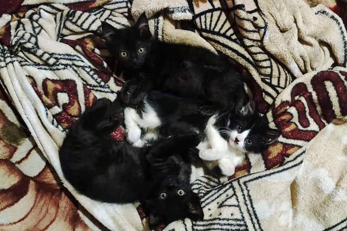 Милые пушистики ищут дом: где в Днепре найти себе котика или собачку 2