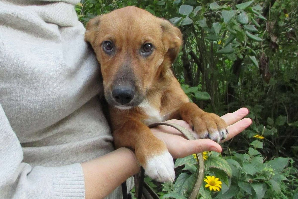 Милые пушистики ищут дом: где в Днепре найти себе котика или собачку 4