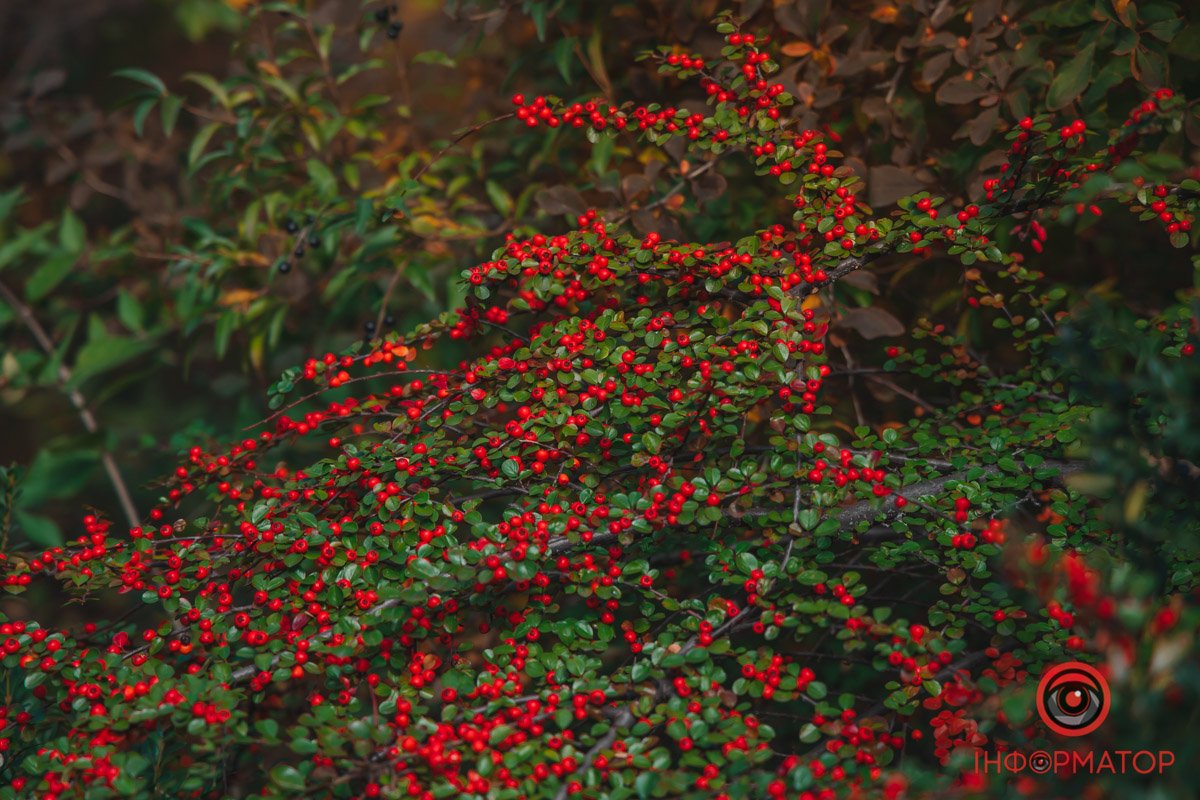 Яка гра кольорів Яка гра кольорів